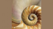 Calmness Within Massage Therapy