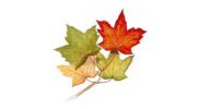 Leaves-Change Custom Therapeutic