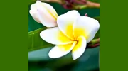 Women's Healing Day Massage