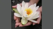 Waialae Mobile Massage
